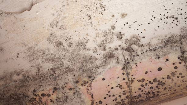 Best Preventive Mold Services in Portage, WI